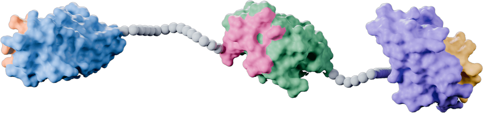 Rendering of a trivalent VHH construct: two target-binding domains and one albumin-binding domain, joined by linkers